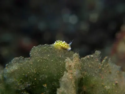 Tiny Cadlinella