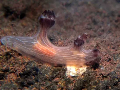 Red Lined Jorunna