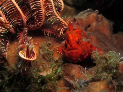 FFrogfish Scene