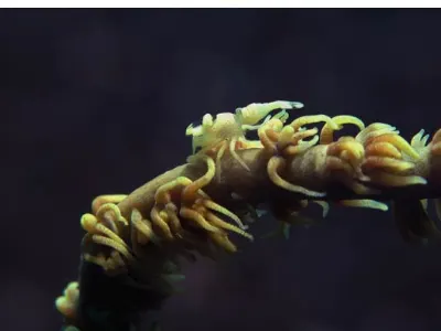 Whip Coral Shrimp