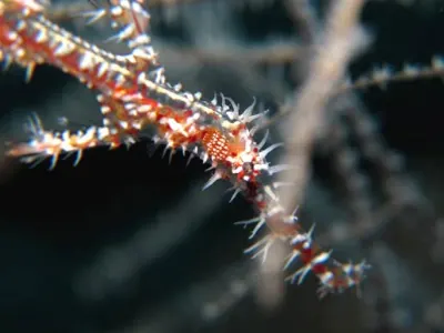 Robust Ghost Pipefish