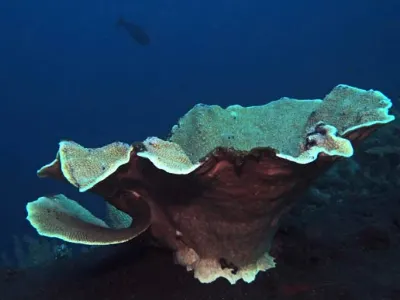 Vase Coral