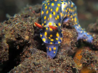 Hypselodoris Feeding