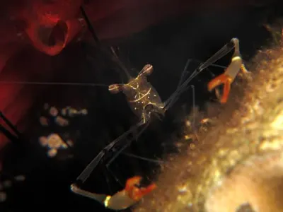 Shrimp