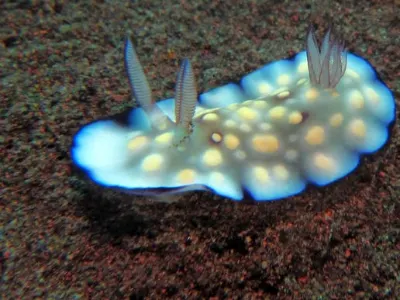 Mexichromis