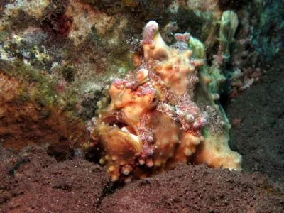 FFrogfish