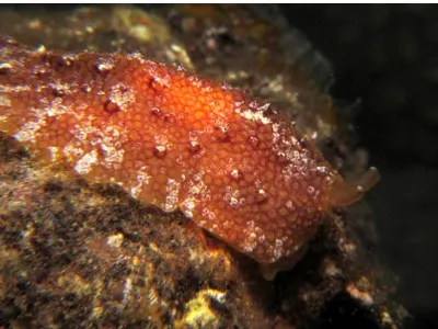Platydoris