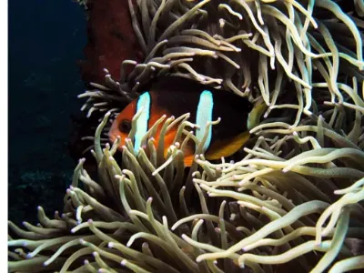 Anemone Fish