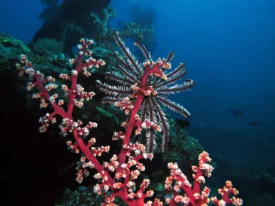 Crinoid Scene