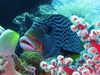 Diagonal Sweetlips