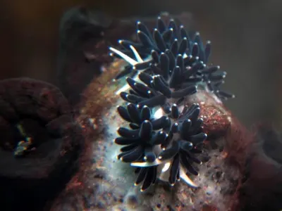 Unknown Nudibranch