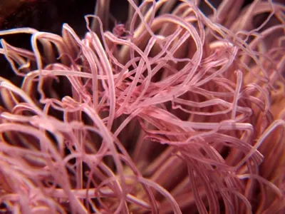 Tube Anemone