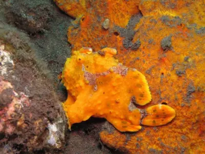 FFrogfish