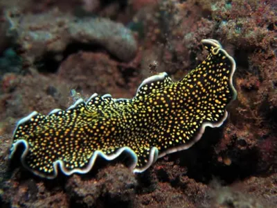 Undescribed Flatworm