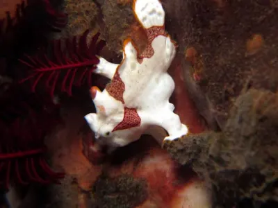 Painted FFrogfish