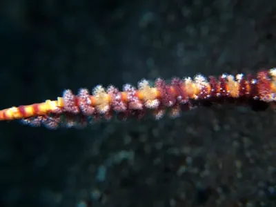 Sea Pen