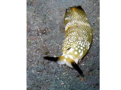 Sapsucking Slug