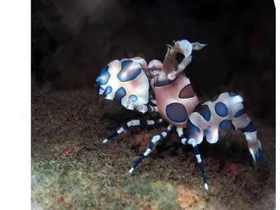Harlequin Shrimp