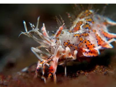 Spiny Tiger Shrimp