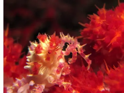 Soft Coral Crab