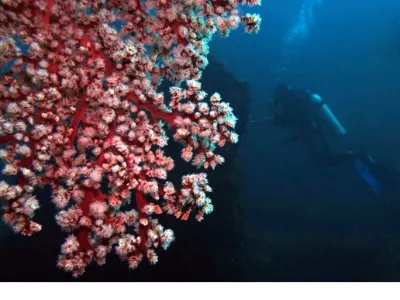 Coral Scene