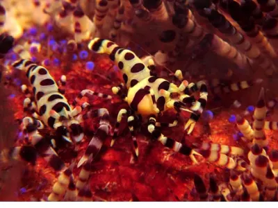 Coleman Shrimp & Urchin