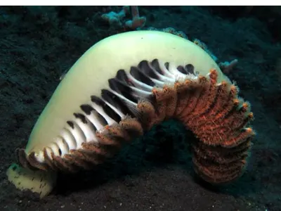 Bent Sea Pen