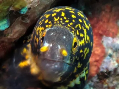 Snowflake Eel