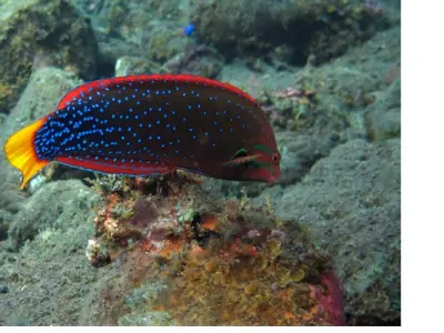 Wrasse
