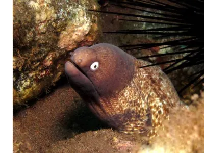 White Eyed Moray