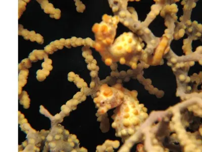 Pygmy Seahorse Pair