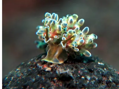 Doto Nudibranch