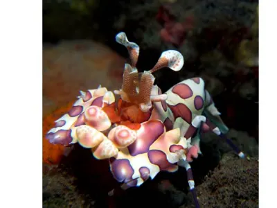 Harlequin Shrimp