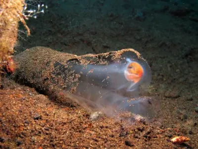 Pelagic Tunicate