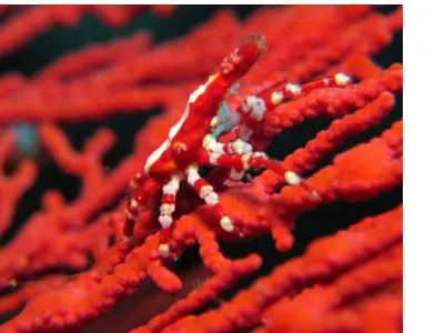 Depressed Spider Crab