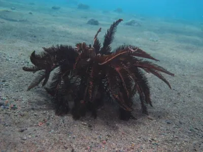 Crinoid Walking