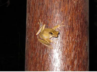 Cabana Guest