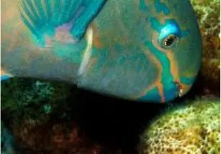 Parrotfish