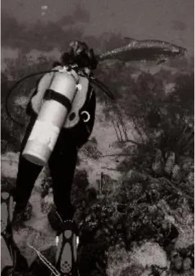 Diver in black and white
