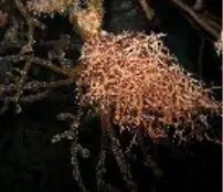 Basket star, curled