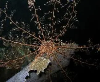 Basket star feeding at night