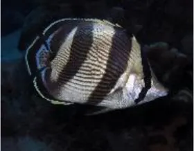 Banded butterflyfish