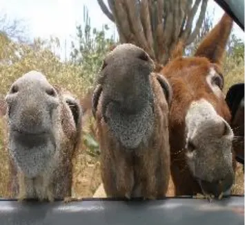 Curious donkeys