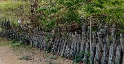 Cactus fence
