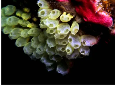 Tunicates