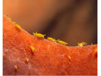 Springtails