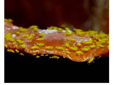 Ledge of Springtails