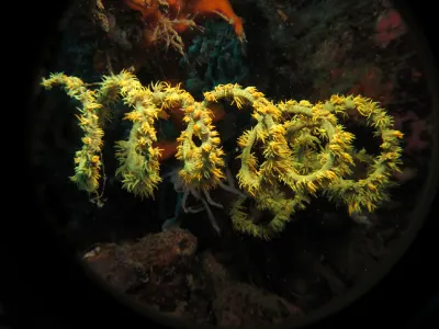 Sprial Whip Coral