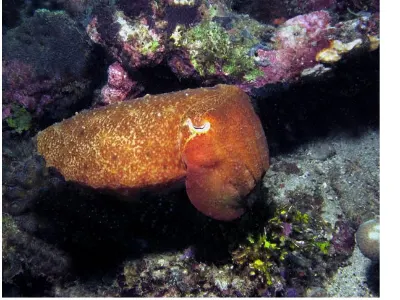 Cuttlefish Color Change