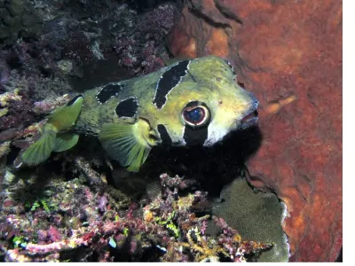 Pufferfish